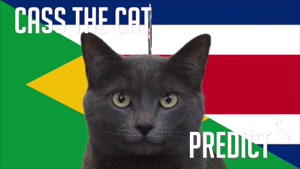 گربه پیشگو جام جهانی روسیه برد برزیل را در مقابل کاستاریکا  پیش گویی کرد