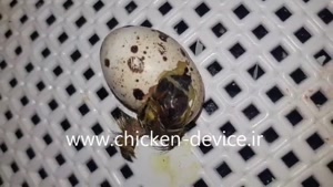 ویدیو جالب از بیرون آمدن بلدرچین از تخم