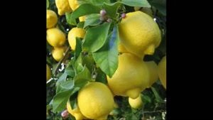 نهال لیمو ترش 09121270623 - خرید نهال لیمو ترش - فروش نهال لیمو ترش - قیمت نهال لیموترش