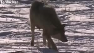 حمله سگ به گرگ