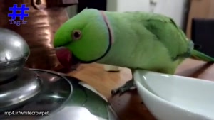 آموزش حرف زدن به طوطی را در این ویدیو مشاهده می کنید