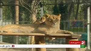 چگونگی نگهداری حیوانات وحشی در باغ وحش تهران