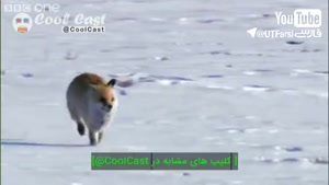 شکار حیرت انگیز روباه توسط عقاب