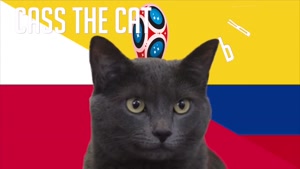 گربه پیشگو جام جهانی روسیه برد کلمبیا را در مقابل لهستان پیش گویی کرد