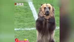 خرس در زمین فوتبال!