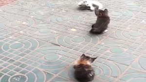 گربه های ملوس و ناز خیابانی|جدیدترین کلیپ از گربه عشوه ای | کلیپ خنده دار از گربه پرادا