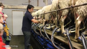 تکنولوژی هوشمند هوشمند گوشت گوسفند برش و ماشین آلات دوشش اتوماتیک در مزرعه گوسفند