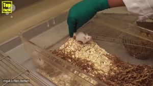 آیا میدانستید که چرا در آزمایشگاه ها از موش استفاده میکنند و مثلا از گاو استفاده نمیکنند؟