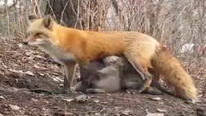 روباه مادر بی هیچ انتظاری توله های خرس را شیر میدهد!!