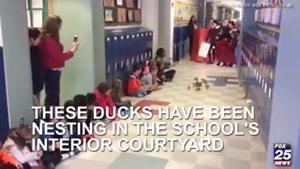 اردوی اردک و جوجه هاش تو مدرسه