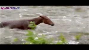 نجات اسب از رودخانه