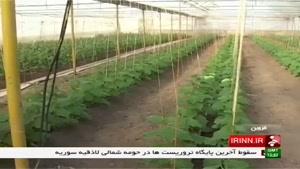 پرورش گوجه فرنگی و توت فرنگی در قزوین