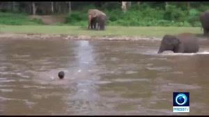 تلاش بچه فیل تایلندی برای نجات ناجی اش