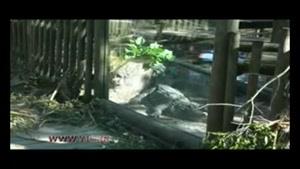 ویران شدن مزرعه پرورش تمساح بر اثر طوفان شدید