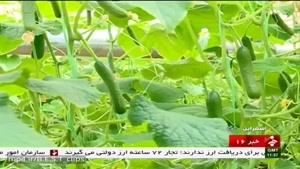 خیار گلخانه ای روستای سارمران شهرستان اسفراین ایران