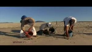 رهاسازی هشت هزار لاک پشت در ساحل