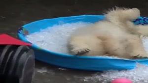 بازی بچه خرس قطبی در استخر یخ