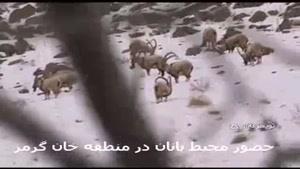 فیلم/ حضور محیط بانان در منطقه حفاظت شده«خان گرمز» تویسرکان