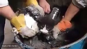 گوشه ای از تلاش آتشنشان های ایستگاه حسن آباد تهران در نجات مادر و بچه گربه های گرفتار در قیر