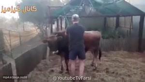 گاوه قبلش تذکر داد که ول کن بیا پایین و گرنه بد میبینی😂