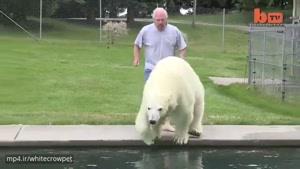فقط این مرد می تواند با خرس قطبی در استخر شنا کند