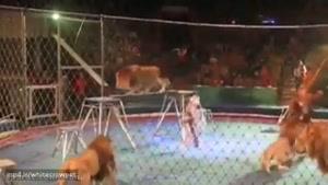 هرج و مرج در سیرک  و حمله شیر ها به مربی بخت برگشته