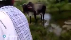 حمله کردن گاو به ماری که گوساله اش را نیش زده