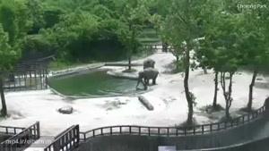 صحنه دیدنی نجات یک بچه فیل توسط دو فیل بالغ