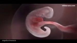 ویدیوی سریع رشد گام به گام جنین