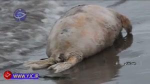 پیدا شدن لاشه یکی از پستانداران آبزی کمیاب دنیا در ساحل انزلی