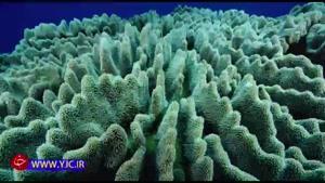 مرگ تدریجی مرجان های خلیج فارس به دلیل گرمای بی سابقه جنوب