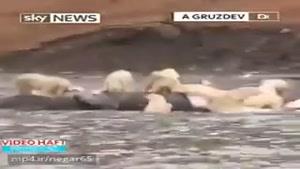 ضیافت شاهانه 200 خرس قطبی با یک نهنگ غول پیکر