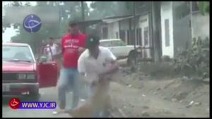 حمله وحشیانه سگ به دو مرد جوان