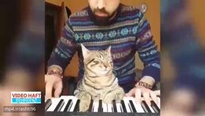 آرامش با پیانیست جوان استانبولی و گربه هایش