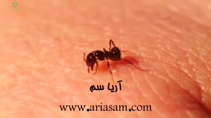 تصاویر بزرگترین مورچه کشف شده!!