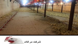 قیمت تخم مرغ نطفه دار در قزوین
