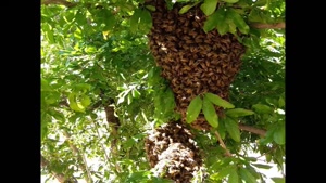 فروش عسل طبیعی و ارسال به سراسر ایران