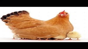 تولید تخم مرغ نطفه دار فروش مرغ