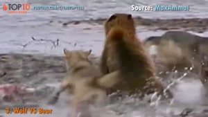 حمله گرگ به حیوانات
