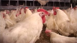 صادرات مرغ تخم گذار ومرغ مادر