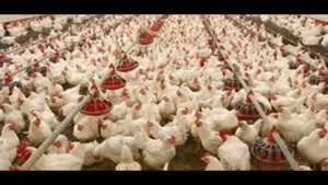 حمل جوجه یکروزه تخم گذار قیمت مرغ