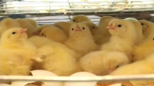 فروش مرغ تخم گذار وجوجه اجداد