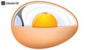 اجزای تشکیل دهنده یک تخم مرغ نطفه دار