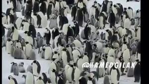صدا گذاری اعتراضات سراسری پنگوین ها به اسماعیل لینکون😂