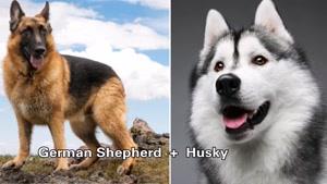 ترکیب سگ هاسکی با چند نژاد دیگر و نتایج آن