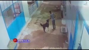 ویدیوی لحظه دلهره آور حمله سگ به یک شهروند