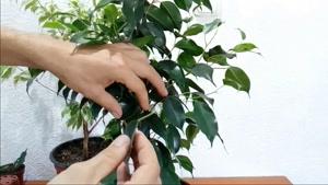 آموزش نگهداری از گیاه فیکوس بنجامین