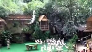 نماشا - باغ پرندگان جورونگ، زیباترین پرندگان جهان در سنگاپور