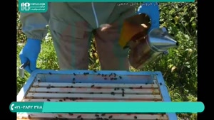 برسی کندو های پلی استر پرورش زنبور عسل در زمستان