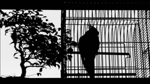 موزیک ویدیو پرنده از مانی رهنما